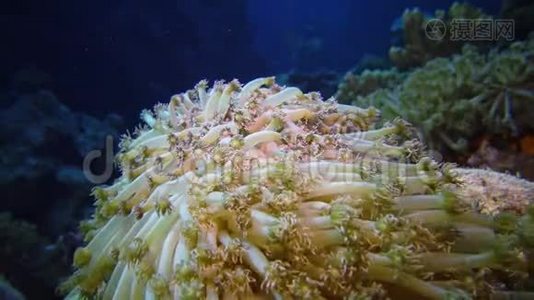 静态视频，红海里的珊瑚礁.. 珊瑚触须捕捉浮游生物，摇摆不定的美丽水下景观视频