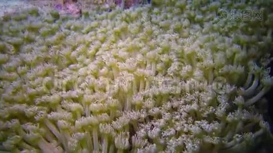 静态视频，红海里的珊瑚礁.. 珊瑚触须捕捉浮游生物，摇摆不定的美丽水下景观视频