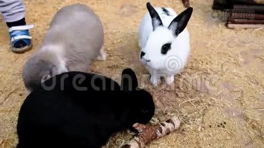 小男孩在一个接触动物园喂兔子。 可爱的小兔子。视频