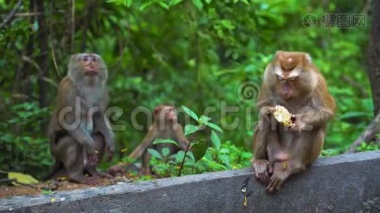野生猴子在自然条件下。 吃香蕉和坚果。 亚洲泰国。 猴子山。视频