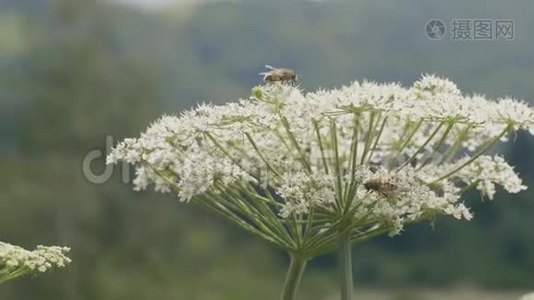 蜂飞和授粉开花植物在花草甸接近视频