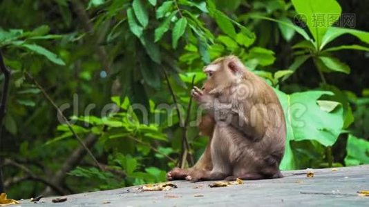一家猴子，一个妈妈带着一个婴儿坐在一个自然栖息地的公园里。 吃香蕉和坚果视频