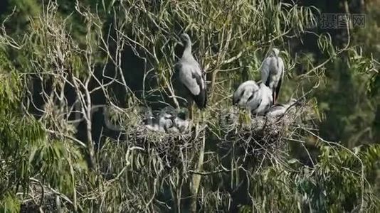 亚洲露天鹳视频