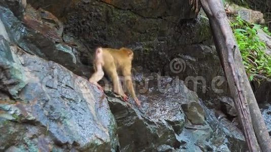 岩石上的猴子喝水。 野生动物。 猴子的自然栖息地视频