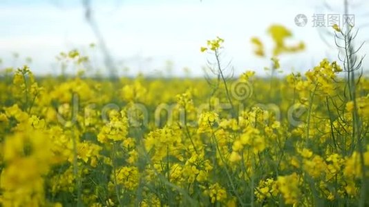 开花的油菜籽。 乡村公路穿过强奸场。 春天的背景。 卡诺拉或科尔扎与土路。 盛开的油菜或视频