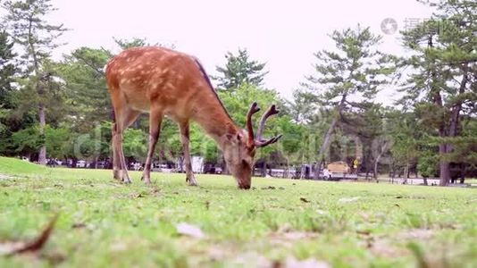 日本关西著名的奈良公园草地上的鹿放牧视频