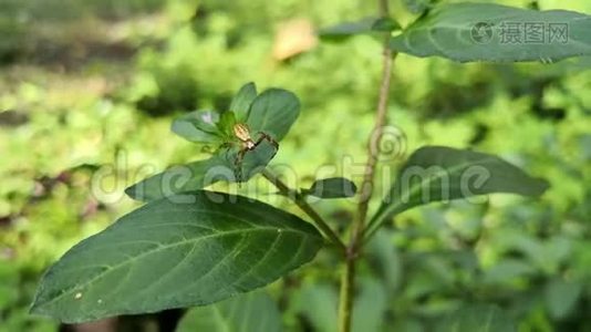 一种野生植物叶子上的棕色小蜘蛛视频