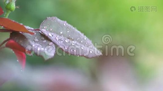 雨天的玫瑰叶视频