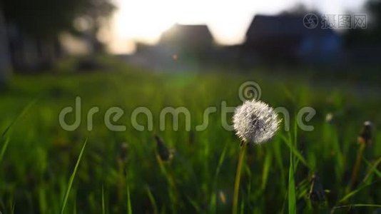 夕阳下蒲公英花近景..视频