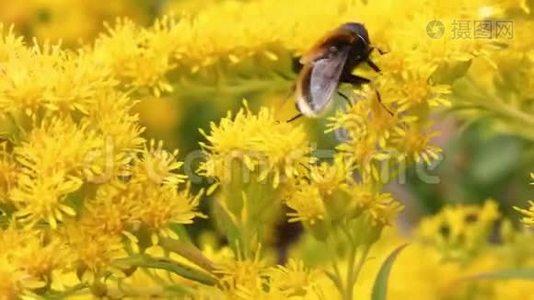 黄蜂采蜜对盛开的花朵特写.. 小蜜蜂开花视频