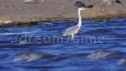 灰鹭鸟站在浅水中，在成功地捕猎鱼类后休息。 海浪在沙滩上翻滚.视频