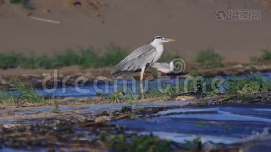 灰鹭鸟站在浅水中，在成功地捕猎鱼类后休息。 海浪在沙滩上翻滚.视频