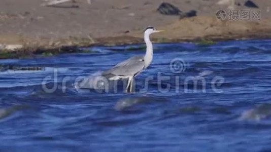 灰鹭鸟站在浅水中，在成功地捕猎鱼类后休息。 海浪在沙滩上翻滚.视频