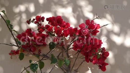 非洲天竺葵的枝条，盛开着美丽的红花。 花天竺葵视频