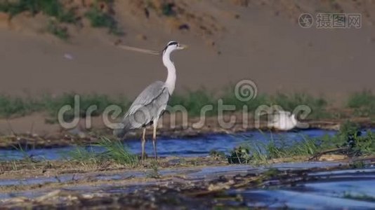 灰鹭鸟站在浅水中，在成功地捕猎鱼类后休息。 海浪在沙滩上翻滚.视频