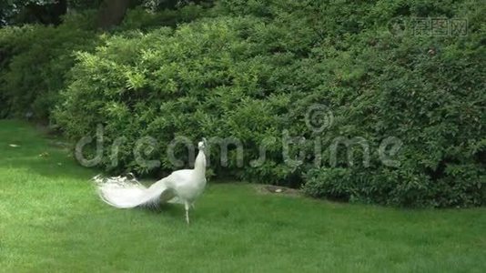 草坪上的白孔雀..视频