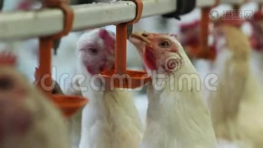 智能肉鸡从鸡舍的饲养器上喝水视频