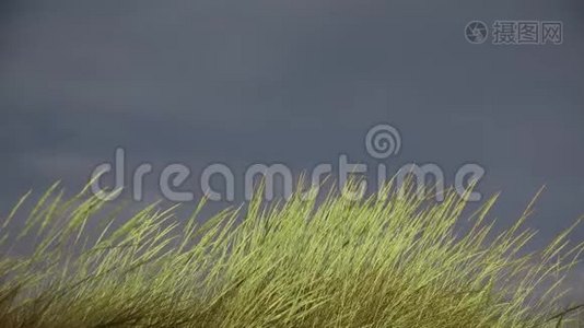 在暴风雨前的黑暗天空下，绿色清新的青草在微风中摇曳视频