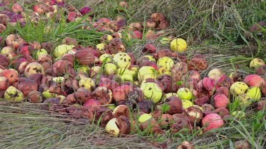 用昆虫腐烂苹果视频