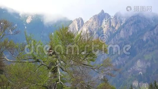 一棵老树和高山，美丽的自然景观视频