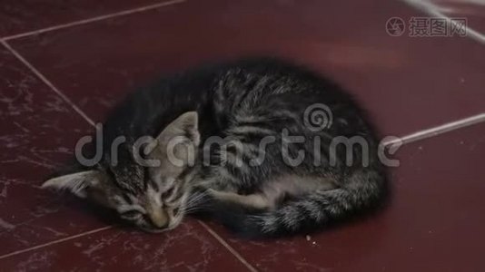 可怜的小猫睡在地板上视频
