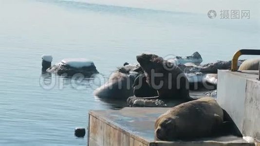 堪察加附近的海狮巢穴视频