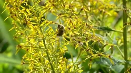 夏天蝴蝶和蜜蜂采蜜视频