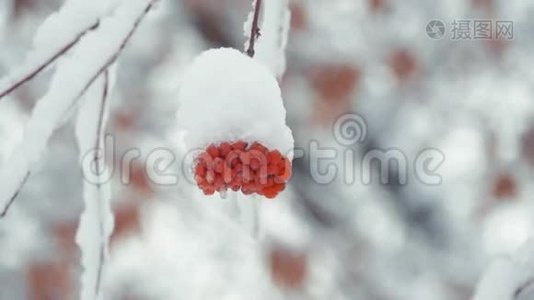 冬天寒冷的日子，红罗万浆果被雪覆盖。 冬季景观带白雪覆盖的山灰..视频