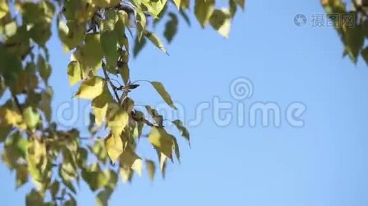 杨树在天空中叶子视频