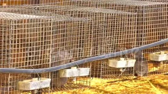 水貂养殖，动物保护，灰色水貂在一个金属笼子。视频