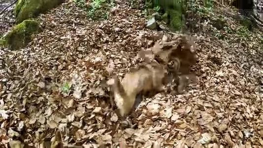 有趣的比格犬在秋叶池游泳视频