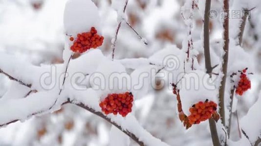 冬天寒冷的日子，红罗万浆果被雪覆盖。 冬季景观带白雪覆盖的山灰..视频