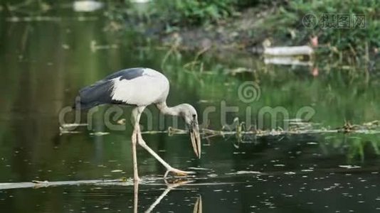 亚洲露天鹳视频