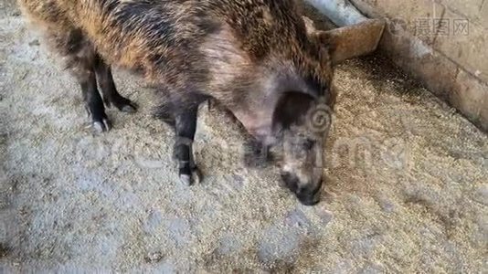 成年公猪在农场的一个马厩里用鼻子在木地板上挑选食物。视频