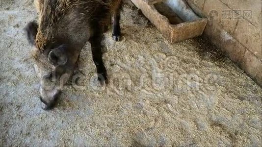 成年公猪在农场的一个马厩里用鼻子在木地板上挑选食物。视频