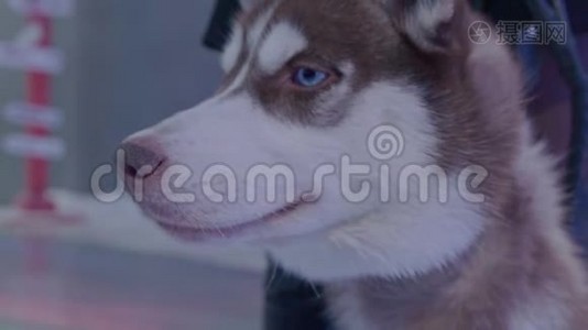 西伯利亚犬视频