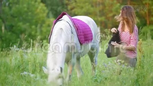 在夏天的田野里，年轻女子把马鞍固定在马上视频