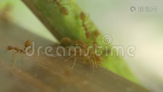 Macro. Ant， ants. ÐšÑ€ÑƒÐ¿Ð½Ñ‹Ð¹ Ð¿Ð»Ð°Ð½: Ð¼ÑƒÑ€Ð°Ð²ÑŒÐ¸.视频