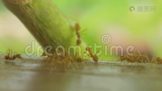 Macro video. Ant， ants. ÐœÑƒÑ€Ð°Ð²ÐµÐ¹， Ð¼ÑƒÑ€Ð°Ð²ÑŒÐ¸.视频