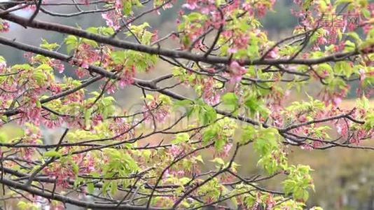 粉红樱花，日本开花樱花上樱花树.. 樱花花是日本的代表视频