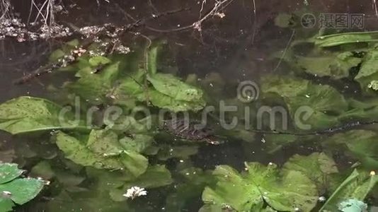 乌龟游进池塘的水中视频