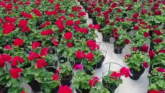 温室里放着盛开的天竺葵花盘，温室里放着红色的花朵，出售鲜花，培育房子视频