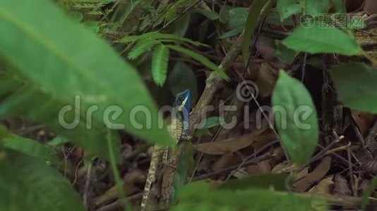 鬣蜥坐在热带雨林的树枝上。 野生热带森林中蓝头蜥蜴视频