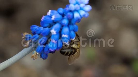 米斯卡里花上的蜜蜂视频