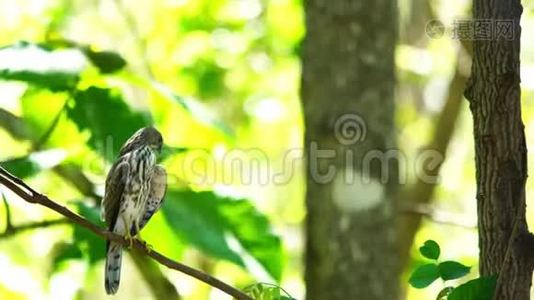 站在树枝上的麻雀鹰鸟视频