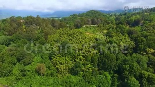 巴统植物园的铁路上长满了茂盛的绿叶视频