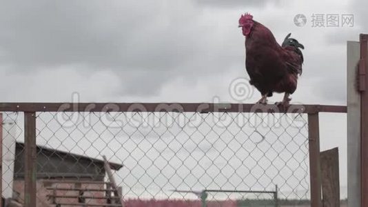 农场里的公鸡视频