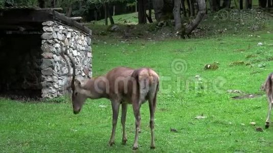 俄罗斯高加索邓拜国家公园的特写鹿视频