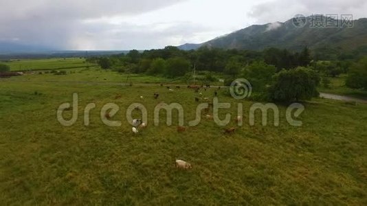 无人机带着奶牛飞过牧场，背景是岩石山，耕种视频