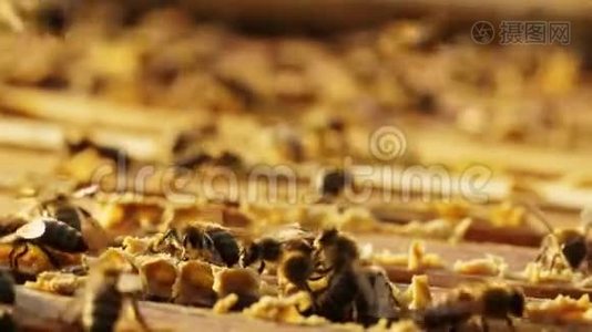 蜂巢上的蜜蜂。视频